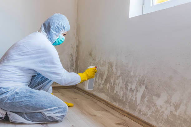 Licensed Basement Mold Remediation service in Woodland, WA - WQB Mold Removal