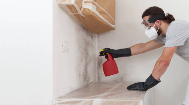 Professional Basement Mold Remediation technician working in Woodland, WA