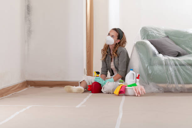 Reliable Basement Mold Remediation contractor in Woodland, WA by WQB Mold Removal